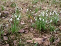 Vårens första lökar, snödroppe